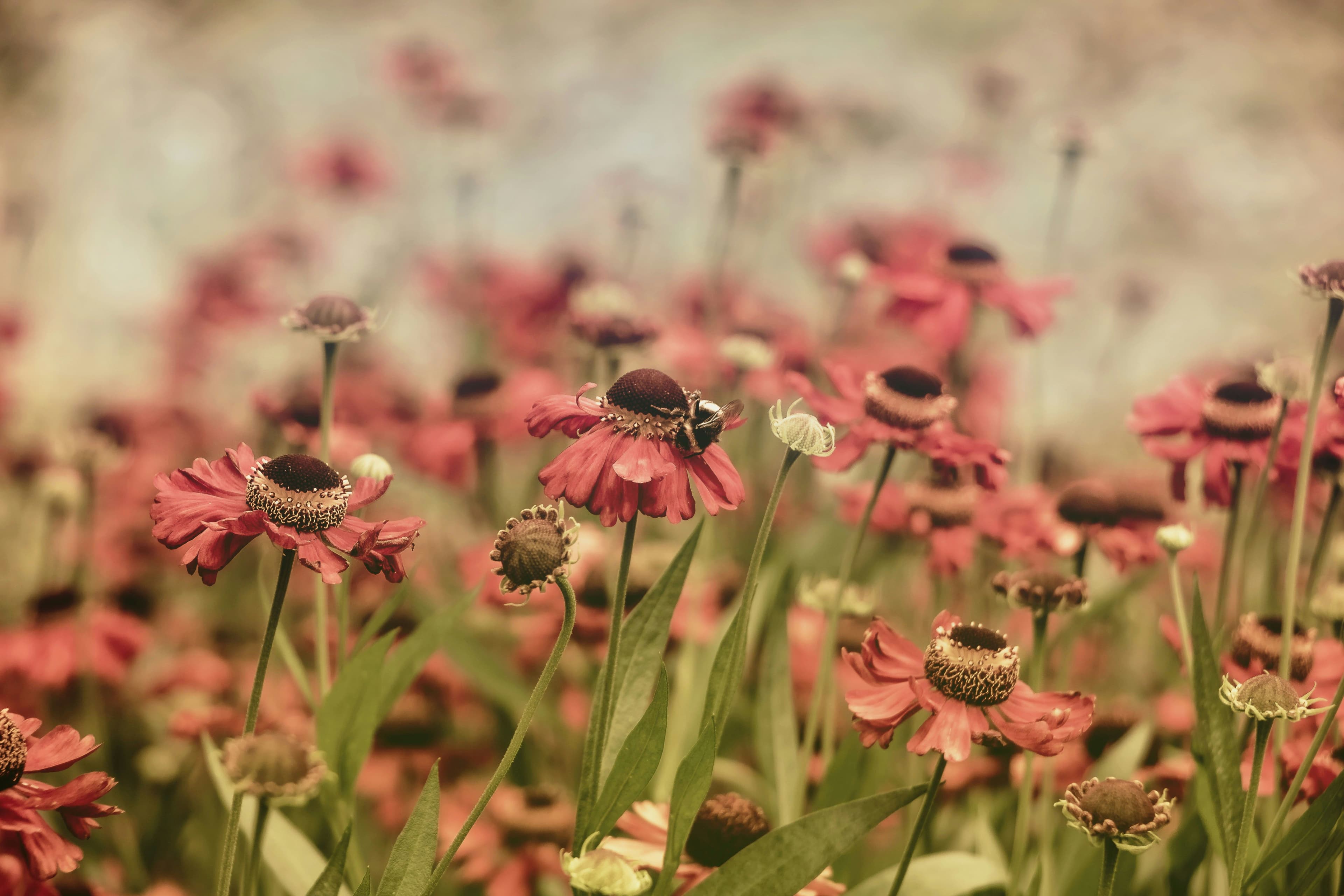 Yeast Infections: Causes, Symptoms, and What They Mean for Your Vaginal Microbiome